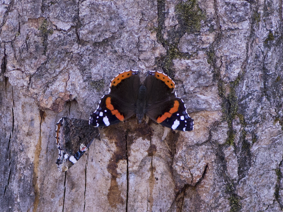 Vanessa atalanta